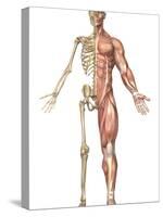 The Human Skeleton And Muscular System, Front View-Stocktrek Images-Stretched Canvas