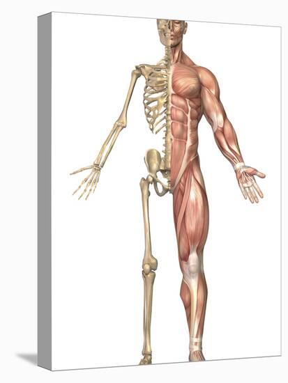 The Human Skeleton And Muscular System, Front View-Stocktrek Images-Stretched Canvas