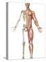 The Human Skeleton And Muscular System, Front View-Stocktrek Images-Stretched Canvas