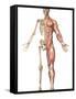 The Human Skeleton And Muscular System, Front View-Stocktrek Images-Framed Stretched Canvas