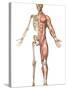 The Human Skeleton And Muscular System, Front View-Stocktrek Images-Stretched Canvas