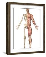 The Human Skeleton And Muscular System, Front View-Stocktrek Images-Framed Photographic Print