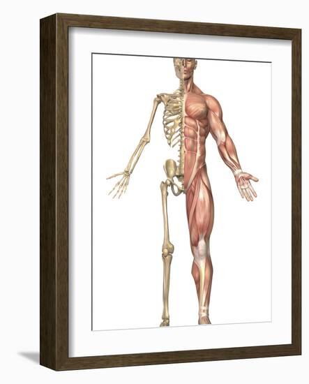 The Human Skeleton And Muscular System, Front View-Stocktrek Images-Framed Photographic Print