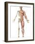 The Human Skeleton And Muscular System, Front View-Stocktrek Images-Framed Photographic Print