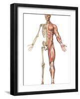 The Human Skeleton And Muscular System, Front View-Stocktrek Images-Framed Photographic Print