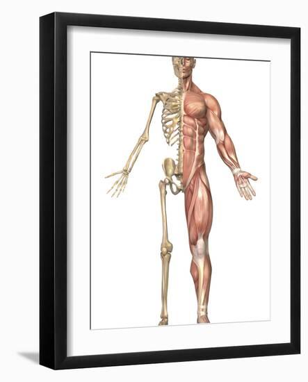 The Human Skeleton And Muscular System, Front View-Stocktrek Images-Framed Photographic Print