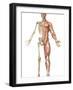 The Human Skeleton And Muscular System, Front View-Stocktrek Images-Framed Photographic Print