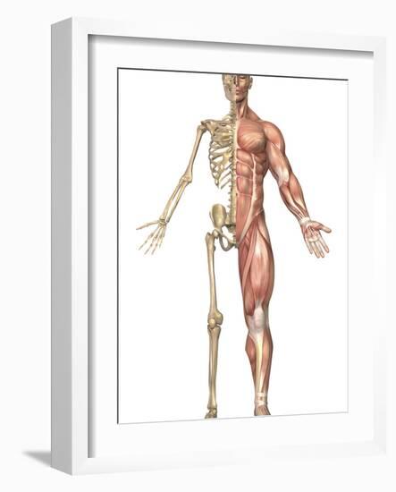 The Human Skeleton And Muscular System, Front View-Stocktrek Images-Framed Photographic Print