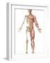 The Human Skeleton And Muscular System, Front View-Stocktrek Images-Framed Photographic Print