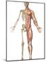 The Human Skeleton And Muscular System, Front View-Stocktrek Images-Mounted Photographic Print