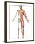 The Human Skeleton And Muscular System, Front View-Stocktrek Images-Framed Photographic Print