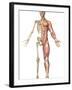 The Human Skeleton And Muscular System, Front View-Stocktrek Images-Framed Photographic Print