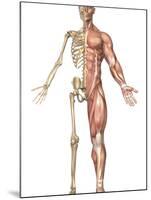 The Human Skeleton And Muscular System, Front View-Stocktrek Images-Mounted Photographic Print