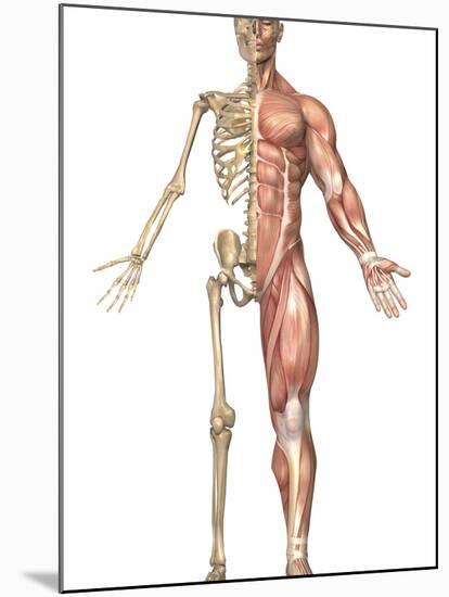 The Human Skeleton And Muscular System, Front View-Stocktrek Images-Mounted Photographic Print