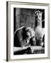 The Hunchback of Notre Dame, 1939-null-Framed Photographic Print