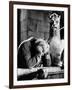 The Hunchback of Notre Dame, 1939-null-Framed Photographic Print