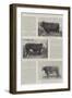 The Hundredth Anniversary of Smithfield Club Cattle Show-null-Framed Giclee Print