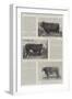 The Hundredth Anniversary of Smithfield Club Cattle Show-null-Framed Giclee Print