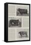 The Hundredth Anniversary of Smithfield Club Cattle Show-null-Framed Stretched Canvas
