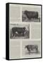 The Hundredth Anniversary of Smithfield Club Cattle Show-null-Framed Stretched Canvas