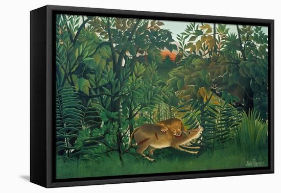 The Hungry Lion, 1905-Henri Rousseau-Framed Stretched Canvas
