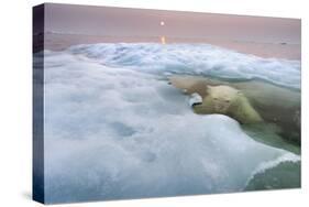 The Ice Bear-Paul Souders-Stretched Canvas