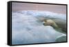 The Ice Bear-Paul Souders-Framed Stretched Canvas