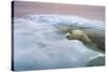 The Ice Bear-Paul Souders-Stretched Canvas