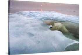 The Ice Bear-Paul Souders-Stretched Canvas