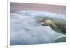 The Ice Bear-Paul Souders-Framed Photographic Print