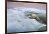 The Ice Bear-Paul Souders-Framed Photographic Print