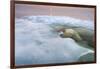 The Ice Bear-Paul Souders-Framed Photographic Print