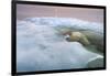 The Ice Bear-Paul Souders-Framed Photographic Print