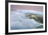 The Ice Bear-Paul Souders-Framed Photographic Print