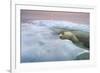 The Ice Bear-Paul Souders-Framed Photographic Print