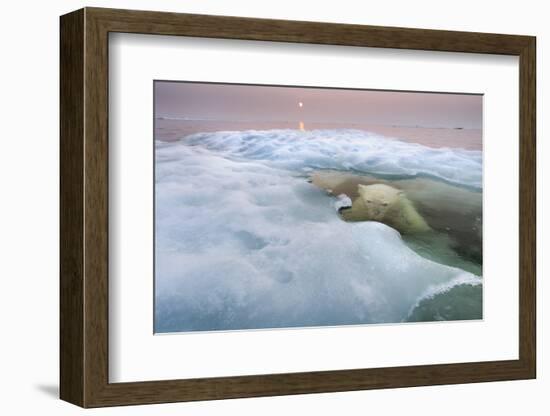 The Ice Bear-Paul Souders-Framed Photographic Print