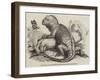 The Iguana, in the Gardens of the Zoological Society, Regent'S-Park-null-Framed Giclee Print