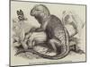 The Iguana, in the Gardens of the Zoological Society, Regent'S-Park-null-Mounted Giclee Print