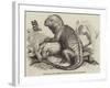 The Iguana, in the Gardens of the Zoological Society, Regent'S-Park-null-Framed Giclee Print