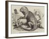 The Iguana, in the Gardens of the Zoological Society, Regent'S-Park-null-Framed Giclee Print