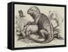 The Iguana, in the Gardens of the Zoological Society, Regent'S-Park-null-Framed Stretched Canvas