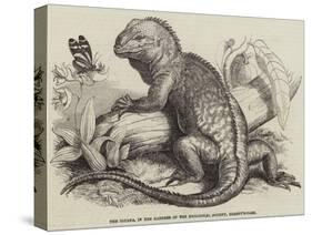 The Iguana, in the Gardens of the Zoological Society, Regent'S-Park-null-Stretched Canvas