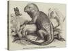 The Iguana, in the Gardens of the Zoological Society, Regent'S-Park-null-Stretched Canvas