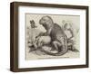 The Iguana, in the Gardens of the Zoological Society, Regent'S-Park-null-Framed Giclee Print