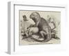 The Iguana, in the Gardens of the Zoological Society, Regent'S-Park-null-Framed Giclee Print