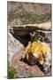 The Inca Bridge Near Mendoza, Argentina, South America-Michael Runkel-Mounted Photographic Print