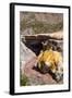 The Inca Bridge Near Mendoza, Argentina, South America-Michael Runkel-Framed Photographic Print