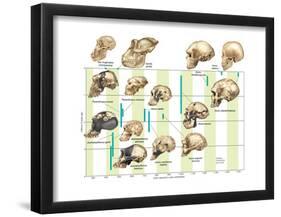 The Increase in Hominid Cranial Capacity over Time. Evolution-Encyclopaedia Britannica-Framed Poster