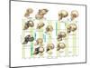 The Increase in Hominid Cranial Capacity over Time. Evolution-Encyclopaedia Britannica-Mounted Poster