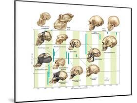 The Increase in Hominid Cranial Capacity over Time. Evolution-Encyclopaedia Britannica-Mounted Poster